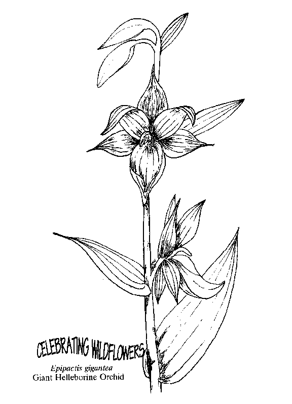 576x796 Umatilla National Forest