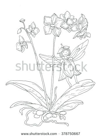 347x470 Orchid Coloring Pages