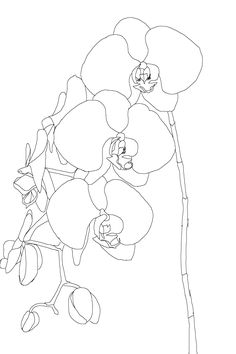 236x354 Orchid Drawing