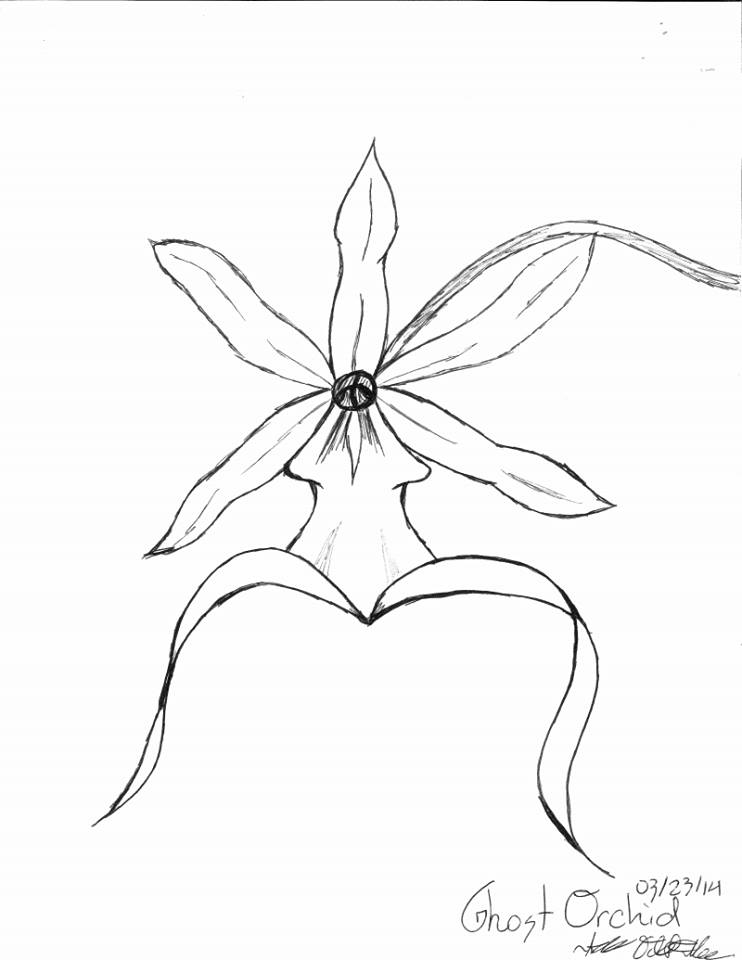 742x960 Ghost Orchid Attempt By Mokiepie