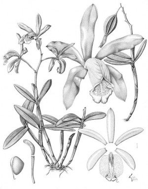 300x382 Cattleya Forbesii Pencil, Pen Amp Ink, Pastel, Charcoal I Board I