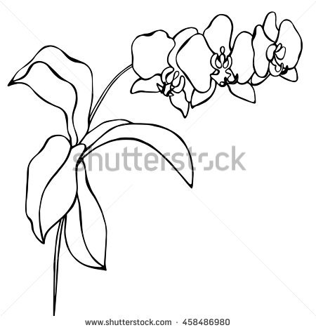 450x470 Drawn Leaf Orchid