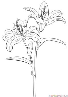 236x335 Drawn Lily Orchid Flower