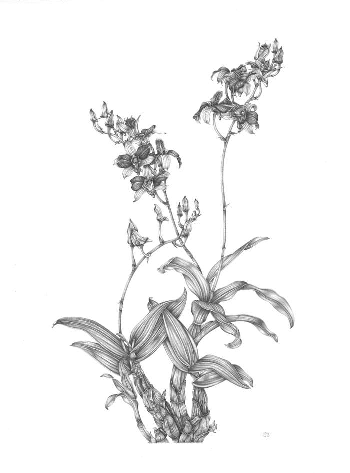 700x946 Graphite Pencil Penny Jane Brown