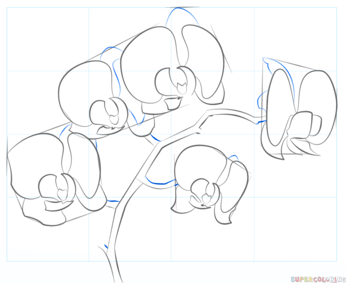 701x575 How To Draw An Orchid Step By Step. Drawing Tutorials For Kids