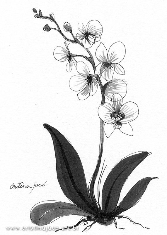 570x799 Image Result For Scientific Drawing Orchid Orchid