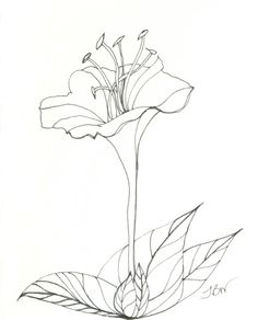 236x292 Pencil Drawings Of Orchids Blue Turtle Blue