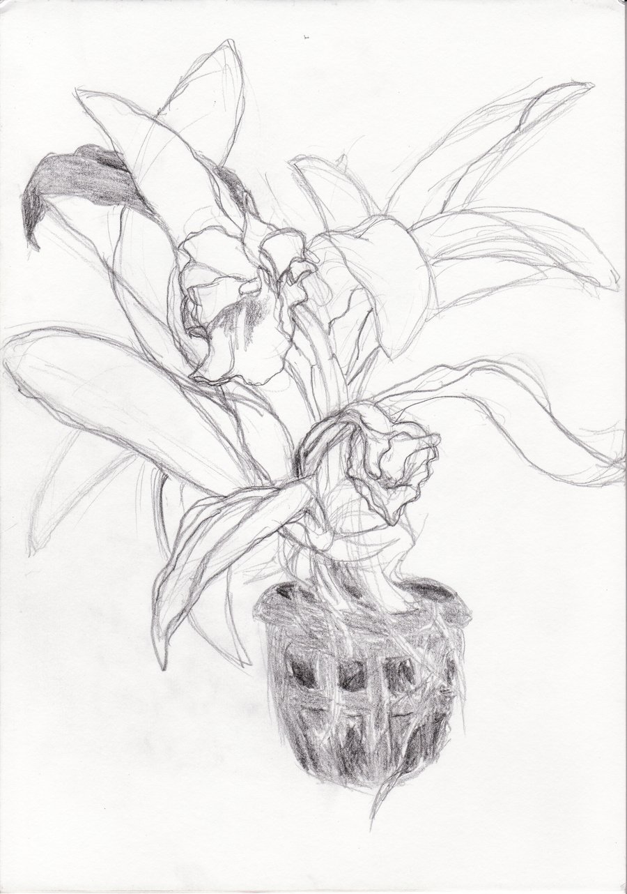 900x1282 Pencil Study