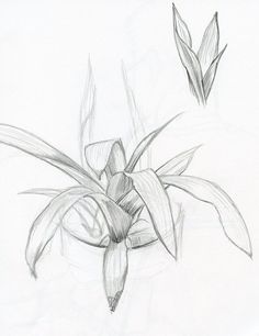 236x306 Pencil Sketch Of Leaves Artdrawing Ideas Sketches