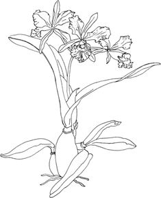 Orchid Pencil Drawing at GetDrawings | Free download