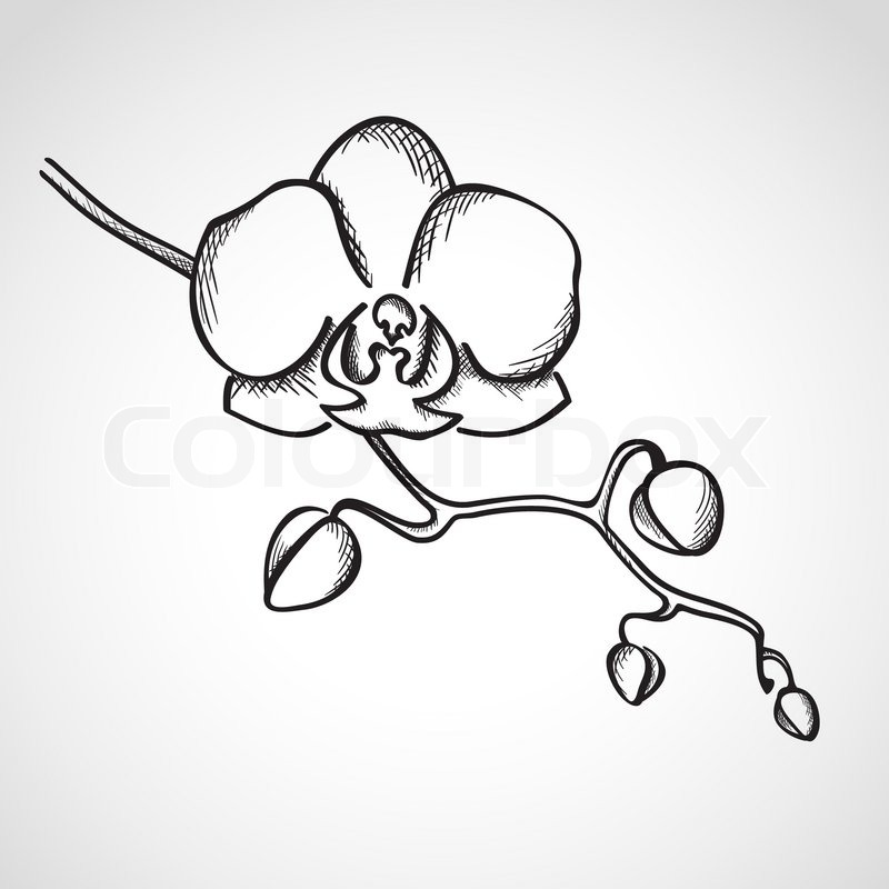 800x800 Sketch Orchid Branch, Hand Drawn, Ink Style Stock Vector Colourbox