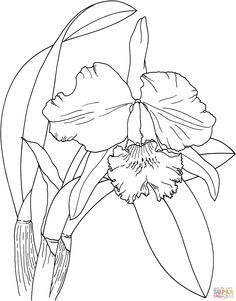 236x301 Sketch Orchid Branch Paintings Orchid, Sketches