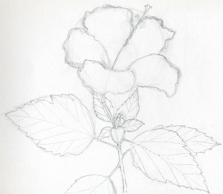 736x640 8 Best Hibiscus Flower Drawing Images On Drawings