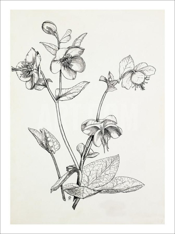 600x799 Black And White Drawing