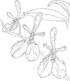 236x274 Free Printable Orchid Coloring Pages Coloring Page For Kids
