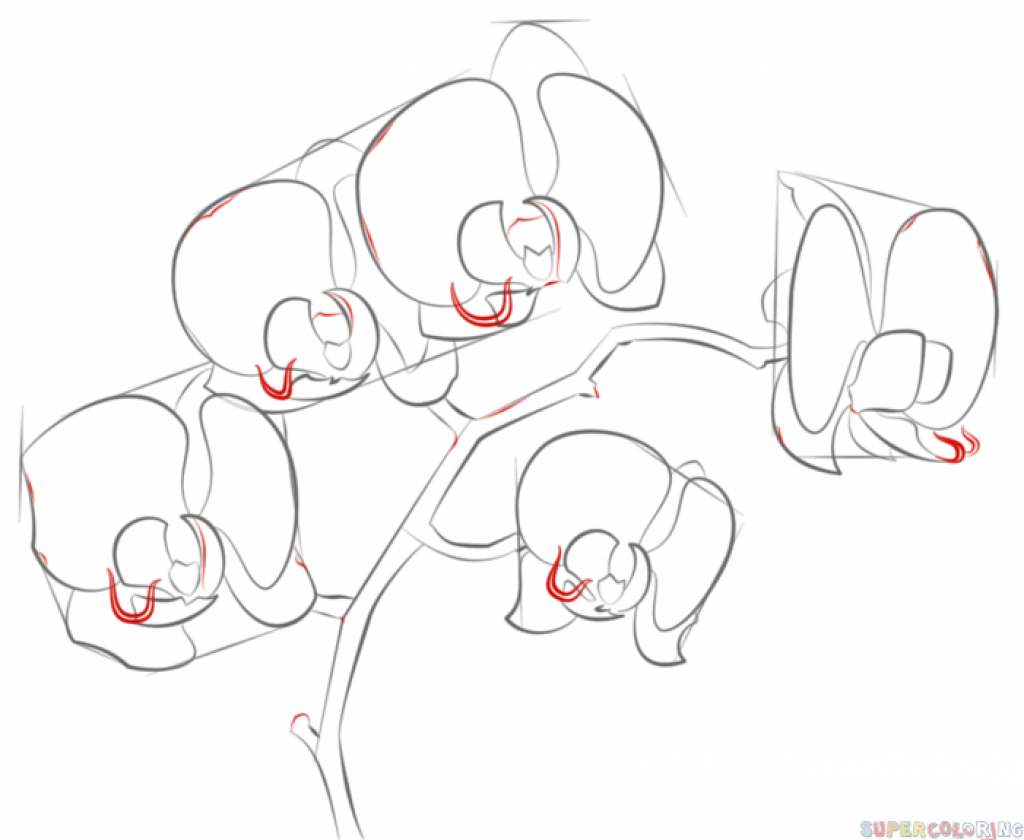 1024x840 How To Draw An Orchid Stepstep Drawing Tutorials Intended
