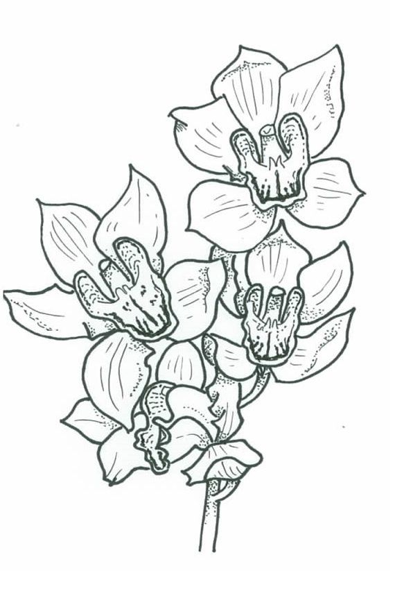 570x855 Illustration Of A Cymbidium Orchid
