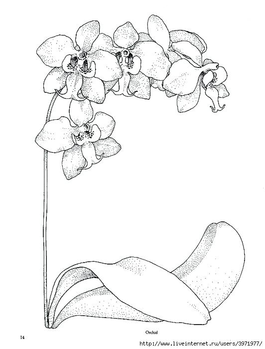 532x699 Orchid Coloring Pages Drawn Orchid Orchids Coloring Pages