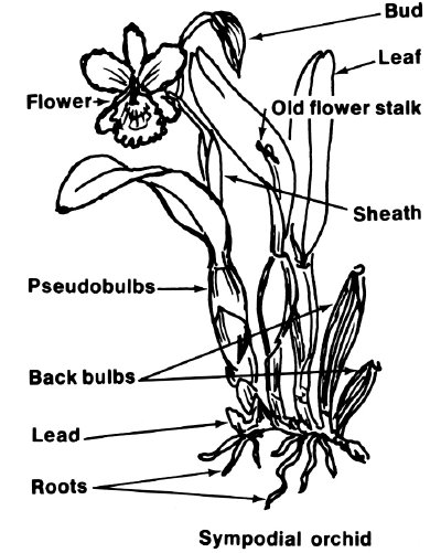 400x501 Orchid Vocabulary Howstuffworks