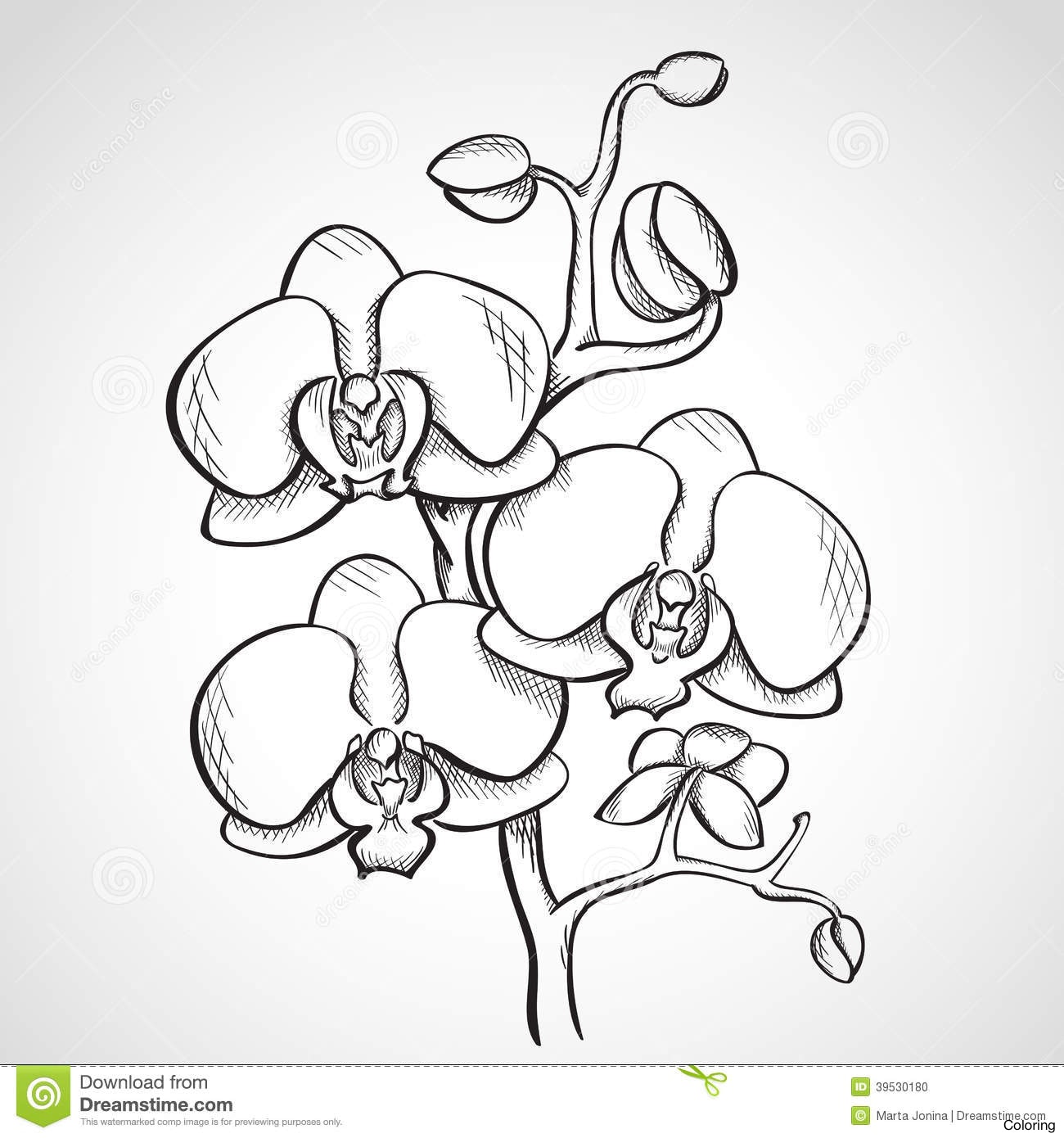 1300x1390 Orchids Flowers Nature Exotic Botany Holiday Blossom Drawing