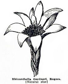 220x270 Rhizanthella Gardneri