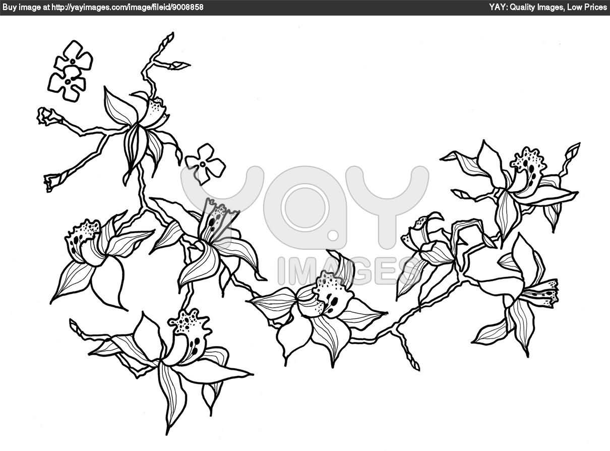 1210x894 Orchid Outline Drawing. How To Draw Art Lesson. Sketch Of Orchid