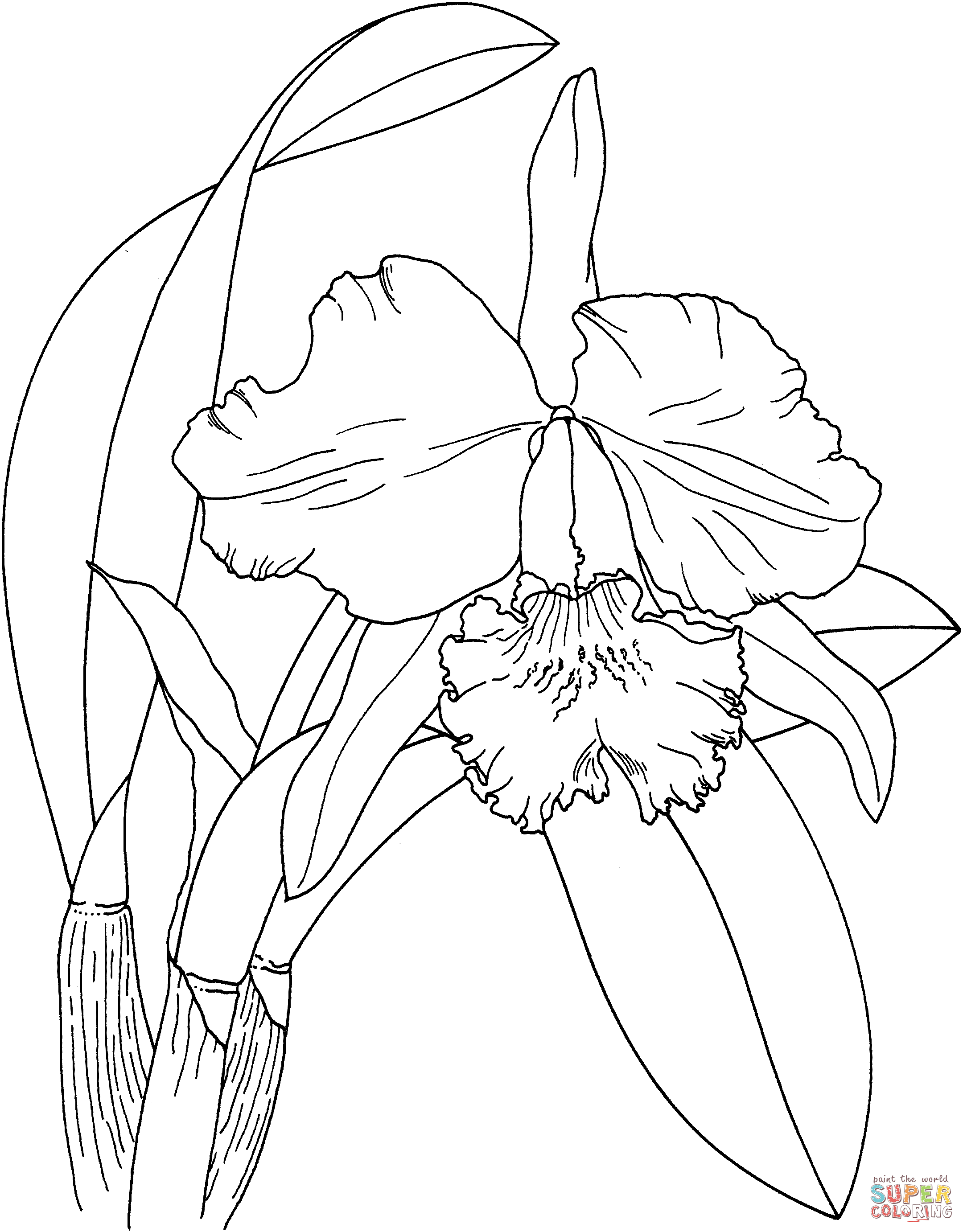 2160x2764 Drawn Orchid Coloring Page