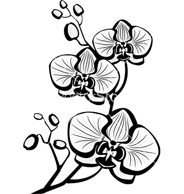 380x400 Drawn Orchid Orchid Flower