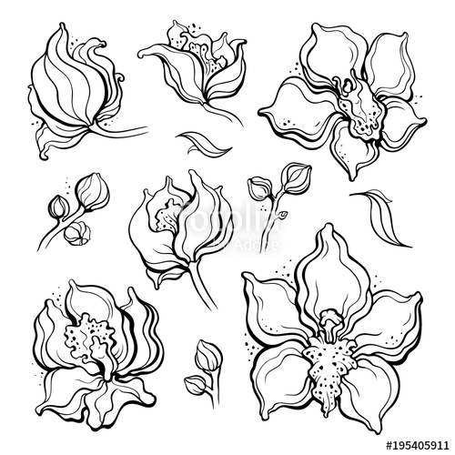 500x500 Floral Set, Orchids. Design Element. Beautiful Hand Drawn