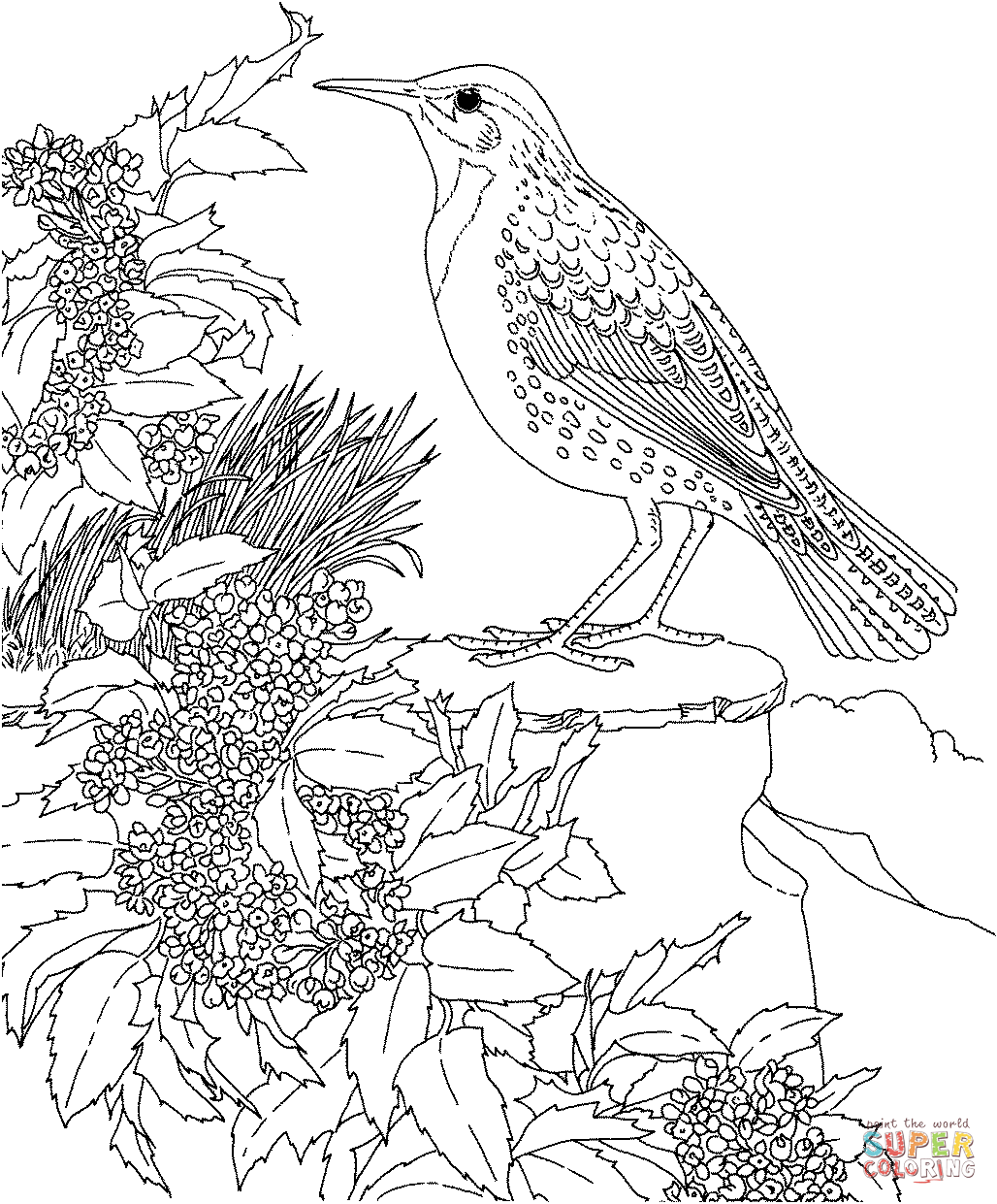 1028x1241 Meadowlark And Oregon Grape State Bird And Flower Coloring Page