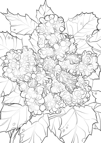 340x480 Oregon Grape Flowers Coloring Page Free Printable Coloring Pages