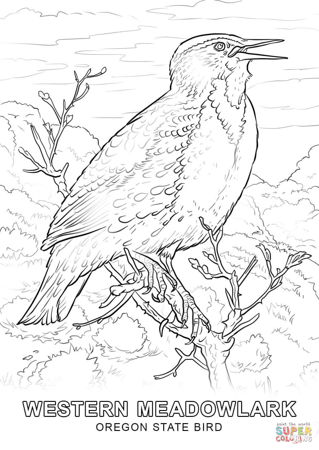 1020x1440 Oregon State Bird Coloring Page Free Printable Coloring Pages