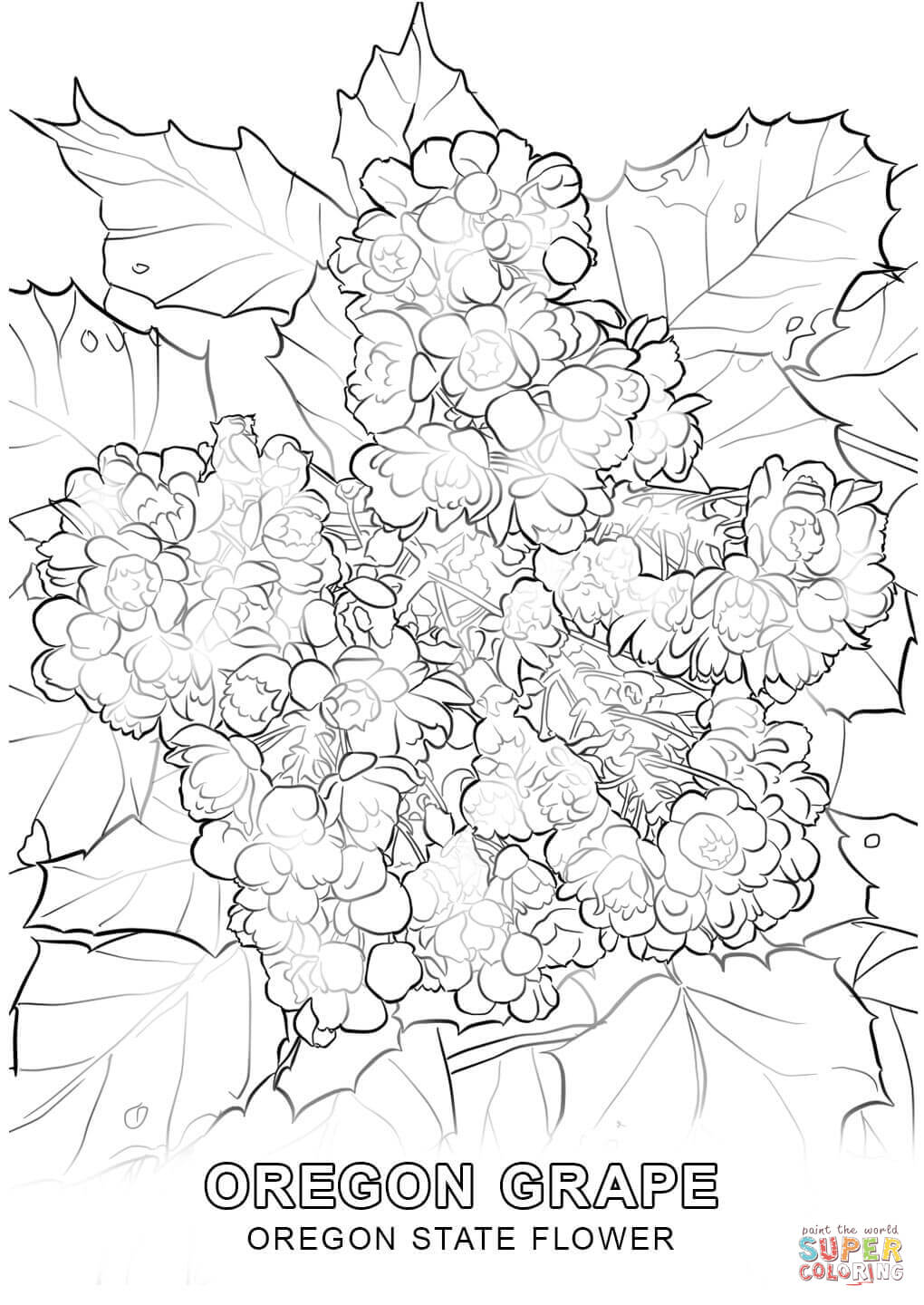 1020x1440 Oregon State Flower Coloring Page Free Printable Coloring Pages