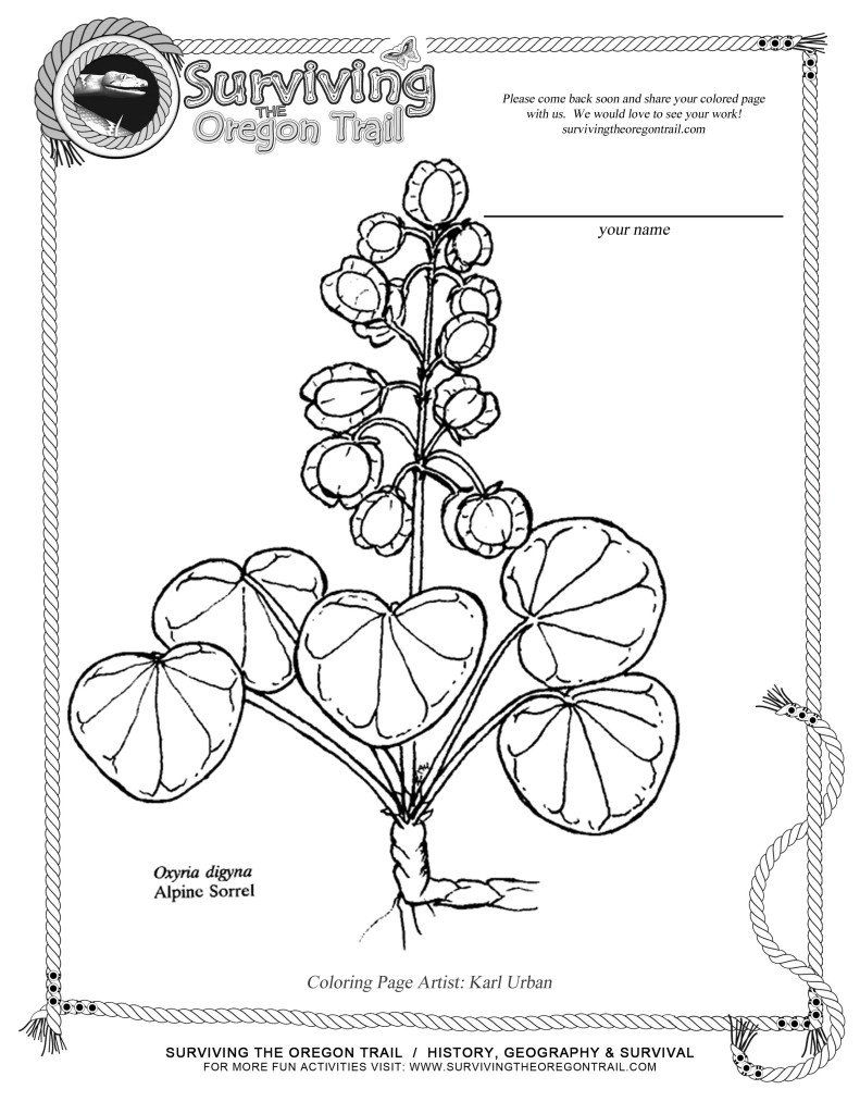 791x1024 Free Coloring Page Flowers Alpine Sorrel