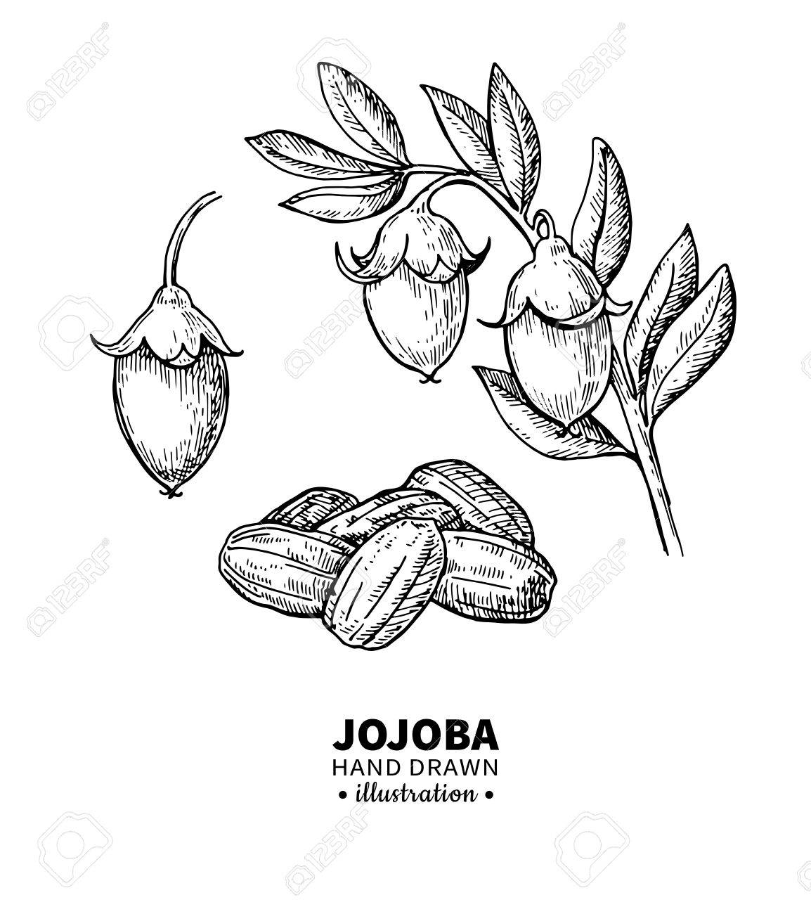 1154x1300 Jojoba Vector Drawing. Isolated Vintage Illustration Of Nuts