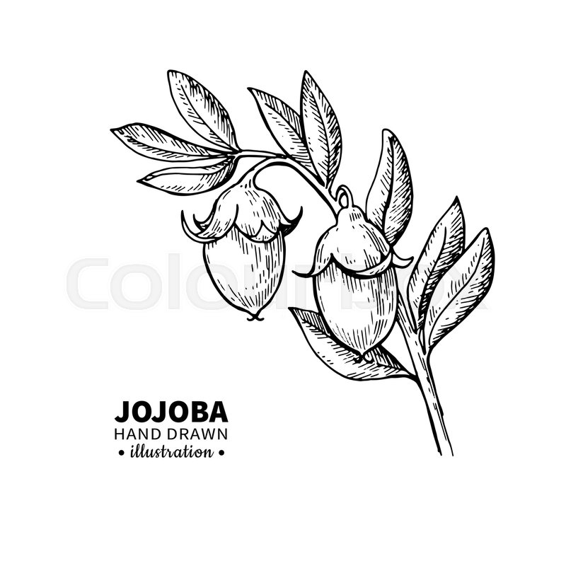 800x800 Jojoba Vector Drawing. Isolated Vintage Illustration Of Branch