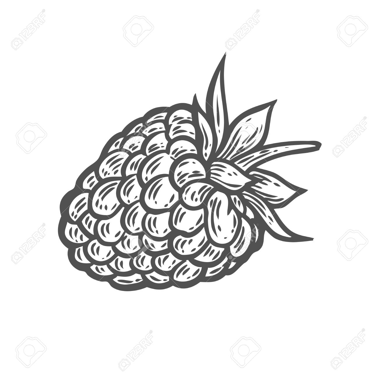 1300x1300 Raspberry Fruit. Superfood Organic Berry. Hand Drawn Vector Sketch