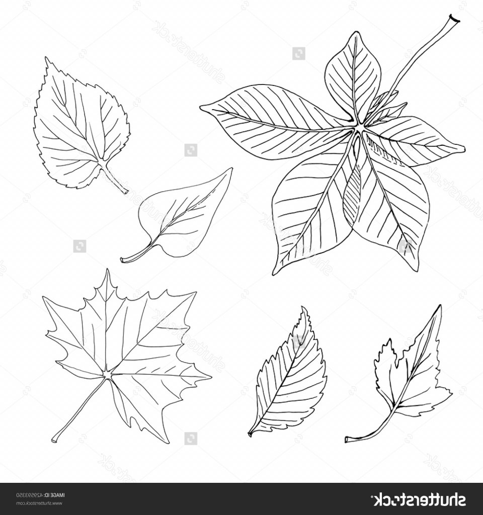 960x1024 Simple Organic Shape Drawing Resume Examples