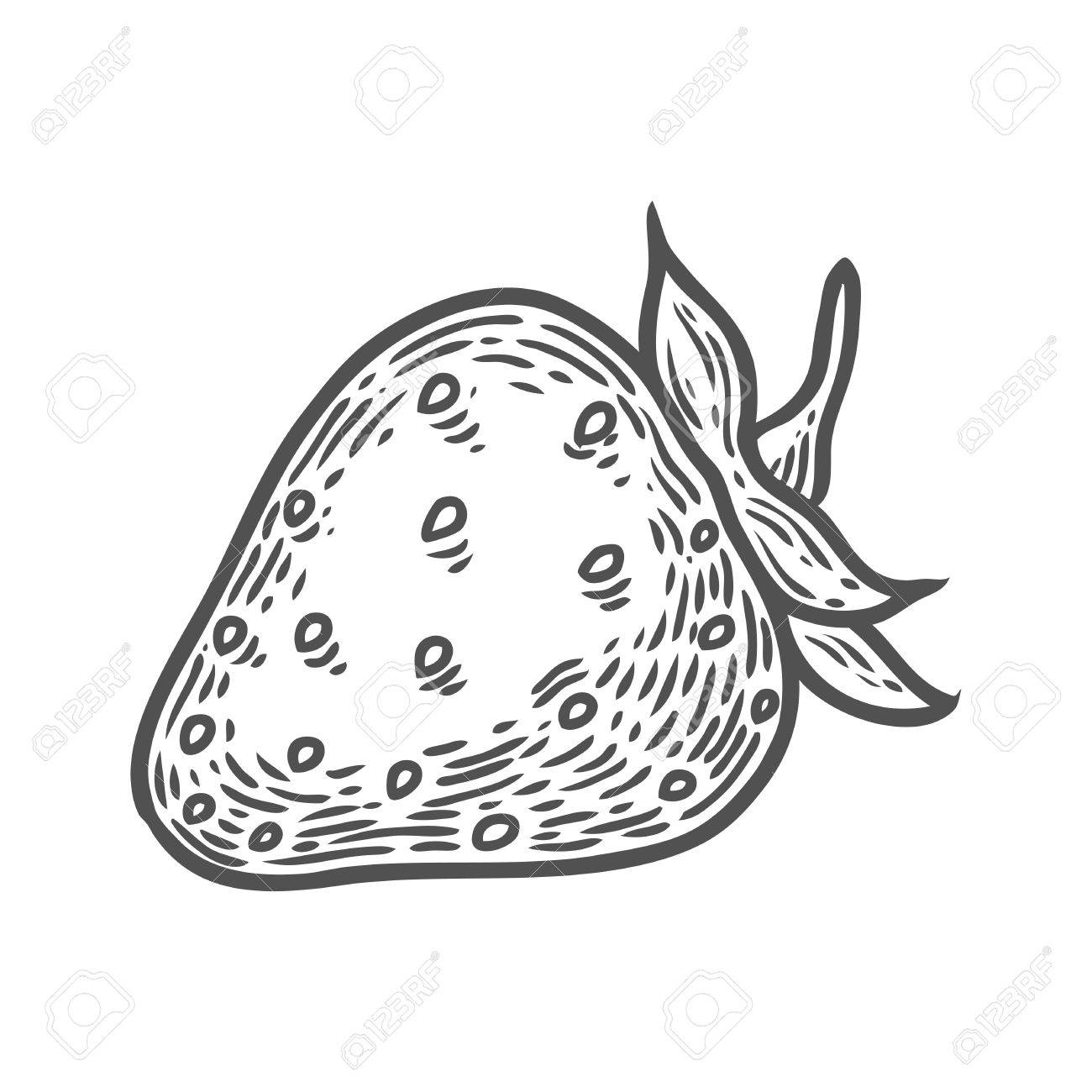 1300x1300 Strawberry Fruit. Superfood Organic Berry. Hand Drawn Vector