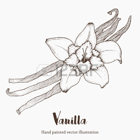 450x450 Vanilla Spice Flower, Organic Aroma Super Food. Hand Drawing