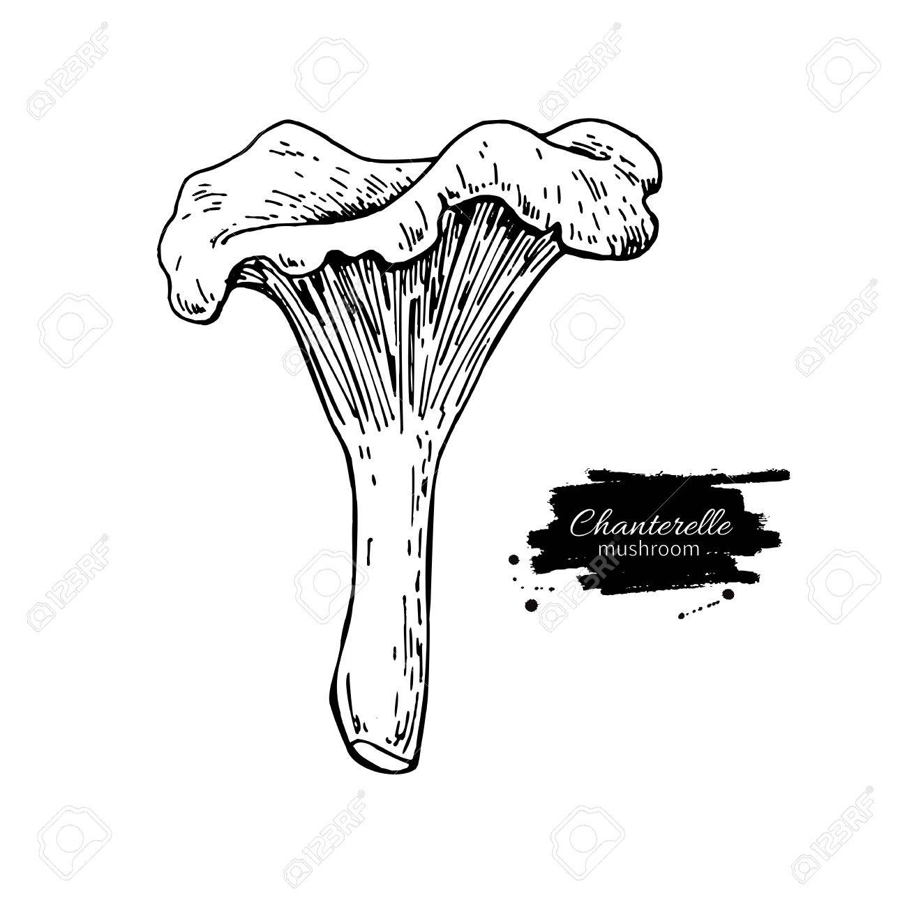 1300x1300 Chanterelle Mushroom Hand Drawn Vector Illustration. Sketch Food