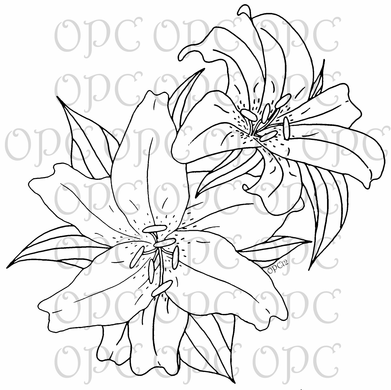 1600x1595 Oriental Lilies Are Known For Their Fragrant Perfume, Blooming Mid