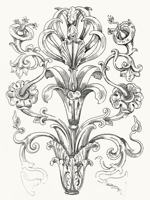 500x667 From Guide For Drawing The Acanthus, Written And Illustrated By