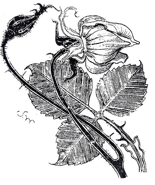 501x599 Oscar Wilde's Fairy Tales Stories Of A Beautiful Tragedian