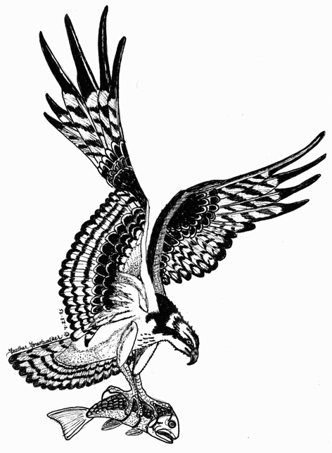 472x643 Osprey Pictures, Pics, Images And Photos For Your Tattoo Inspiration