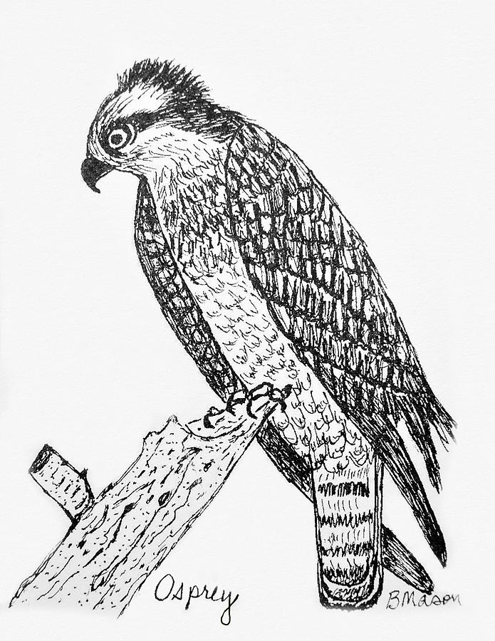 695x900 Osprey Drawing By Becky Mason