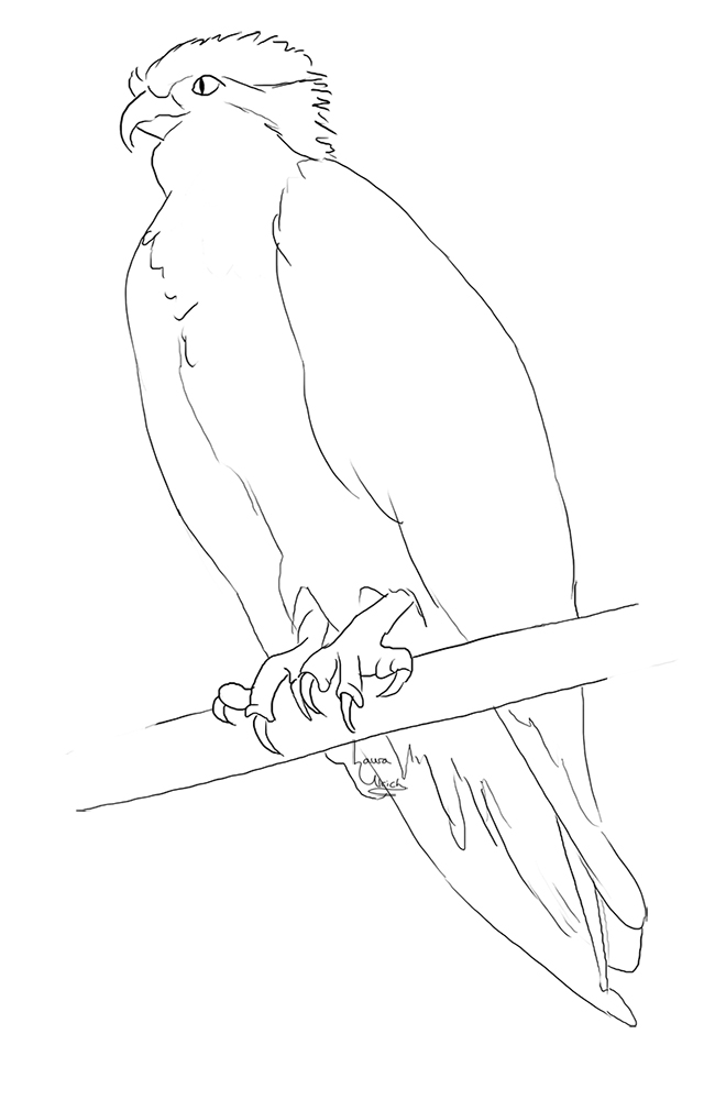 640x1000 Osprey Lineart Monsters And Molecules