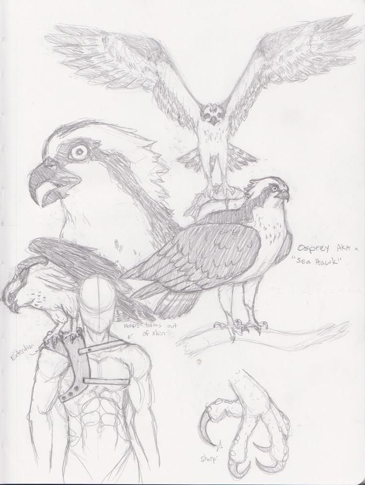 723x960 Osprey Sketch By Mixedsignals19