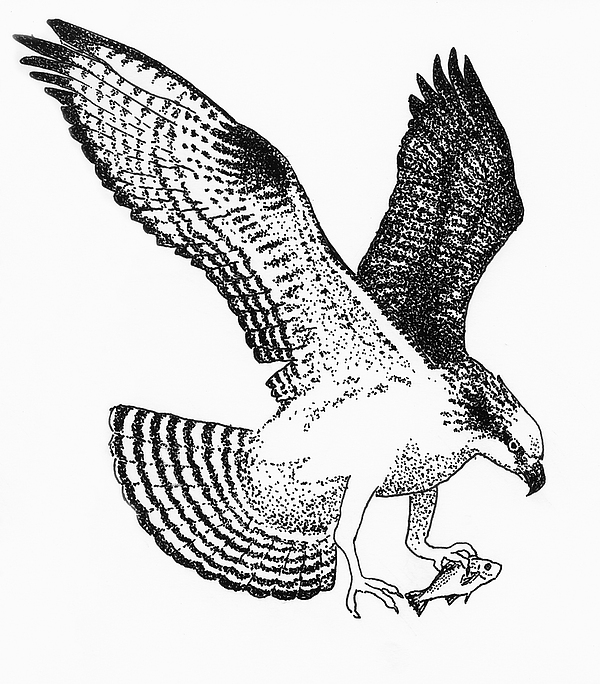 600x684 Osprey With White Perch Drawing By Edith Thompson