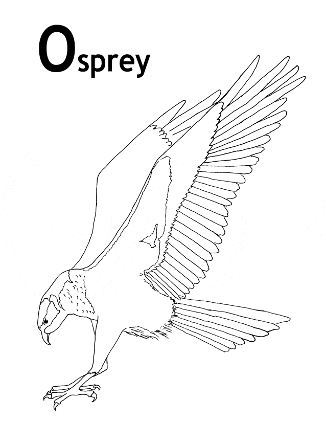 638x825 Osprey Coloring Page